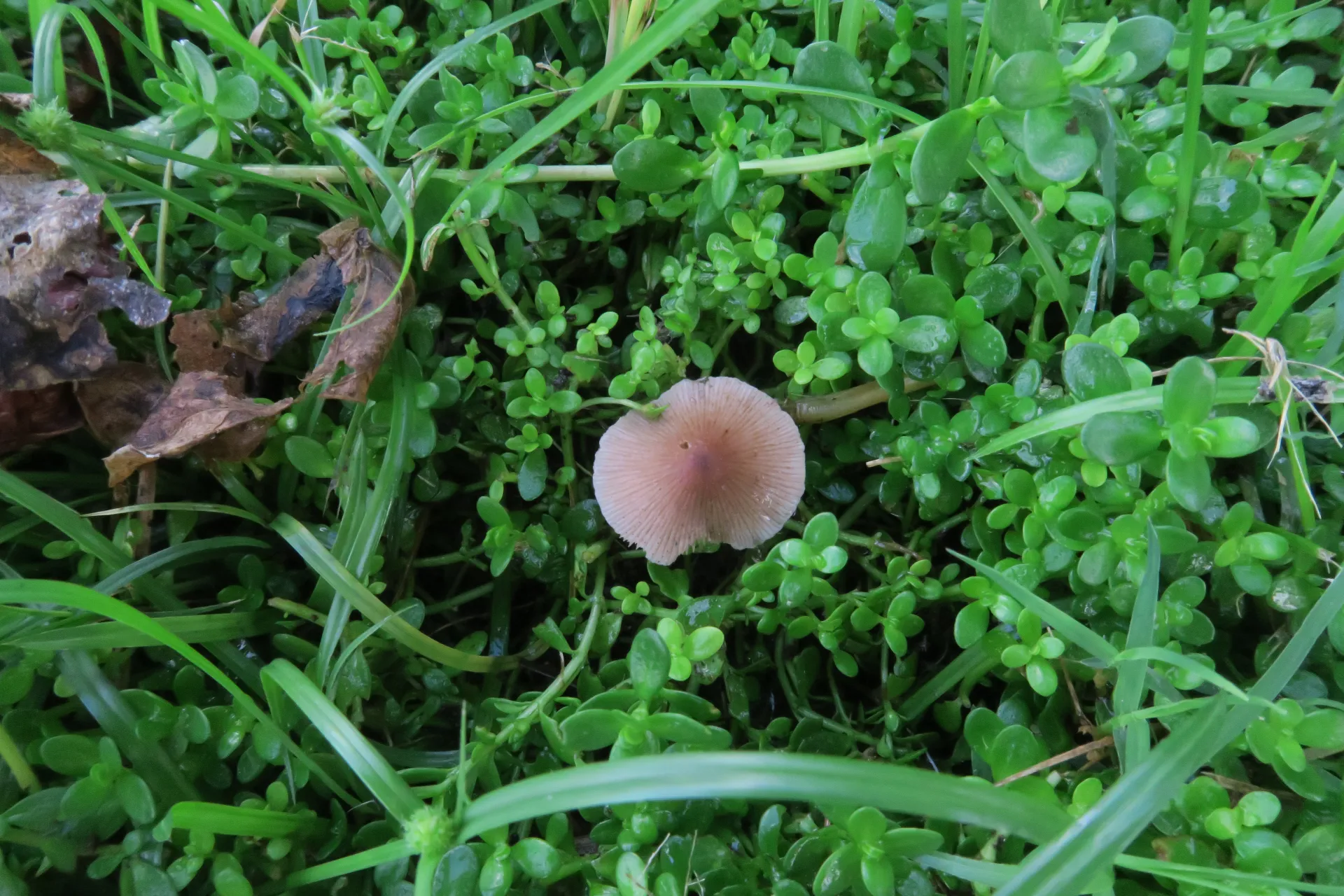 Psathyrella inflatocystis - 1 - IMG_1162